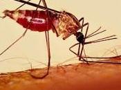 Malaria