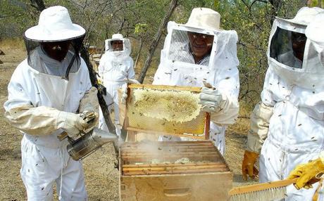 La explotación de las abejas