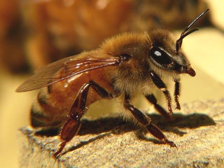 La explotación de las abejas