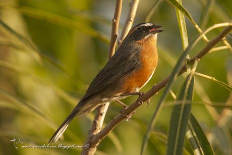 Sietevestidos común (Black-and-Rufous_Warbling Finch) Poospiza nigrorufa