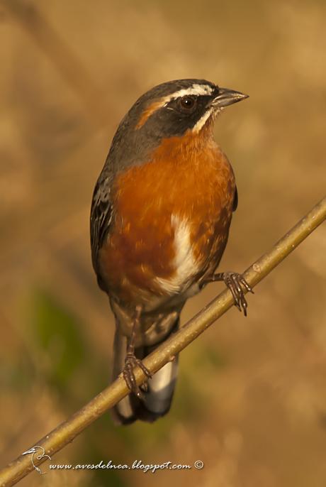 Sietevestidos común (Black-and-Rufous_Warbling Finch) Poospiza nigrorufa