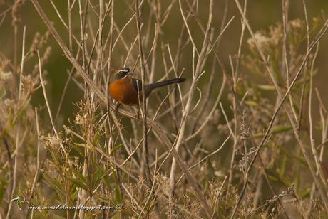 Sietevestidos común (Black-and-Rufous_Warbling Finch) Poospiza nigrorufa