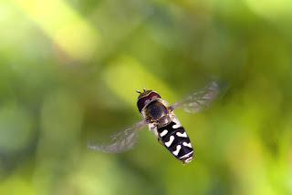 Para ampliar Scaeva pyrastri (Linnaeus, 1758) hacer clic