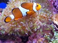 Combinar colores moda