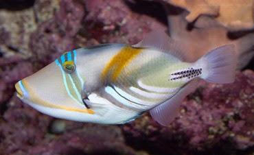 Combinar colores moda