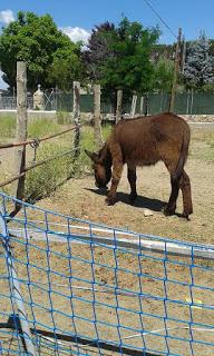 Burrolandia - los burros nos ayudaron mucho, ahora es el momento de devolverles algo