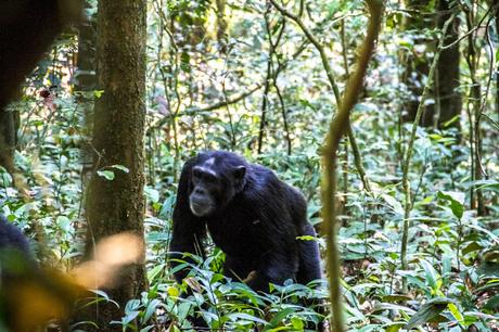 Las infinitas fuentes del Nilo, chimpancés y carreteras polvorientas