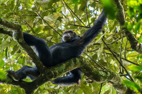 Las infinitas fuentes del Nilo, chimpancés y carreteras polvorientas