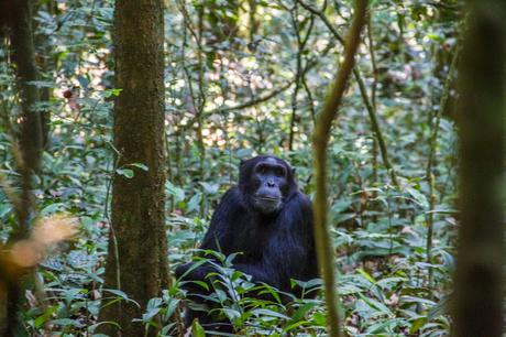 Las infinitas fuentes del Nilo, chimpancés y carreteras polvorientas