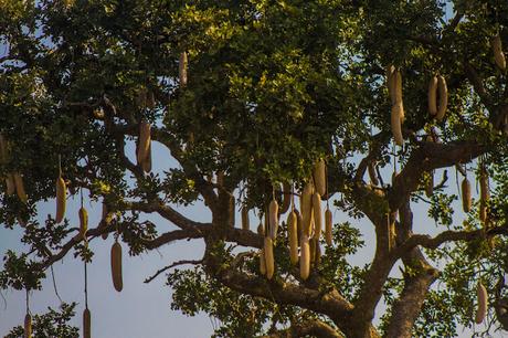 Las infinitas fuentes del Nilo, chimpancés y carreteras polvorientas