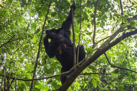 Las infinitas fuentes del Nilo, chimpancés y carreteras polvorientas