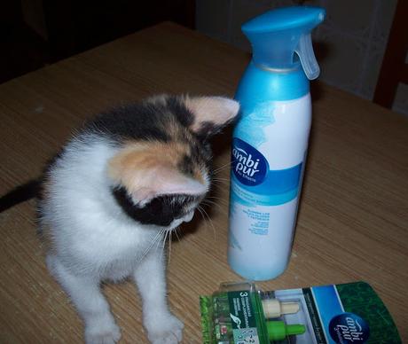 PROBANDO AMBI PUR GRACIAS A TRND