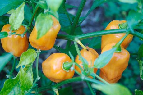 Habanero, pimiento picante