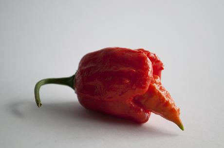 Trinidad scorpion, pimiento picante