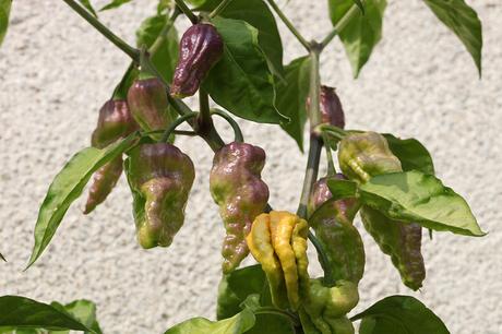 Naga morich, pimiento picante