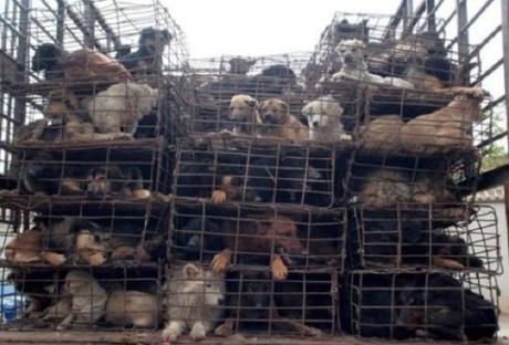 Perros transportados en jaulas (Festival de Yulin, China)