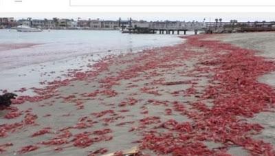 Plaga de crustáceos  en playas de California
