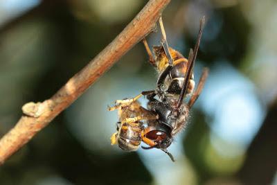 AVISPA ASIATICA: SECCIONA LA CABEZA Y EL ABDOMEN - ASIAN WASP: CUTS THEHEAD AND ABDOMEN.
