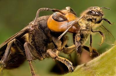 AVISPA ASIATICA: SECCIONA LA CABEZA Y EL ABDOMEN - ASIAN WASP: CUTS THEHEAD AND ABDOMEN.