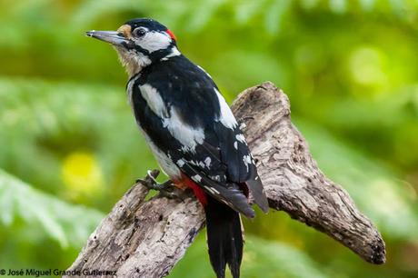 Dendrocopos major-Pico Picapinos-Great spotted Woodpecker