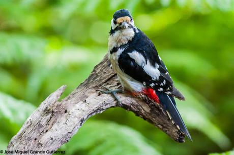 Dendrocopos major-Pico Picapinos-Great spotted Woodpecker