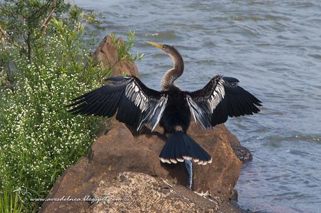 Mbiguá-mboí (Anhinga) Anhinga anhinga