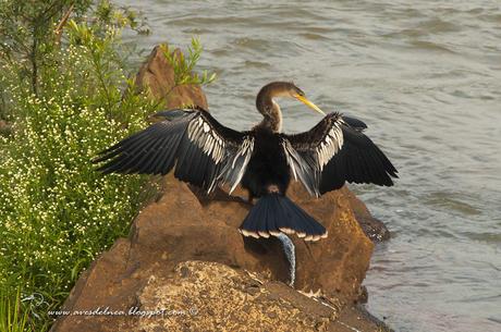 Mbiguá-mboí (Anhinga) Anhinga anhinga
