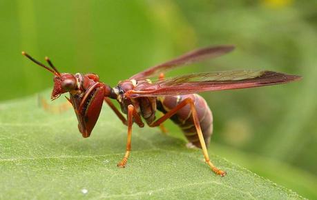 La Mantidfly - tu peor pesadilla ... ¿Por qué la naturaleza es tan terrible?
