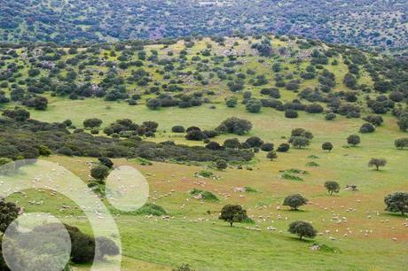 dehesas valle de alcudia