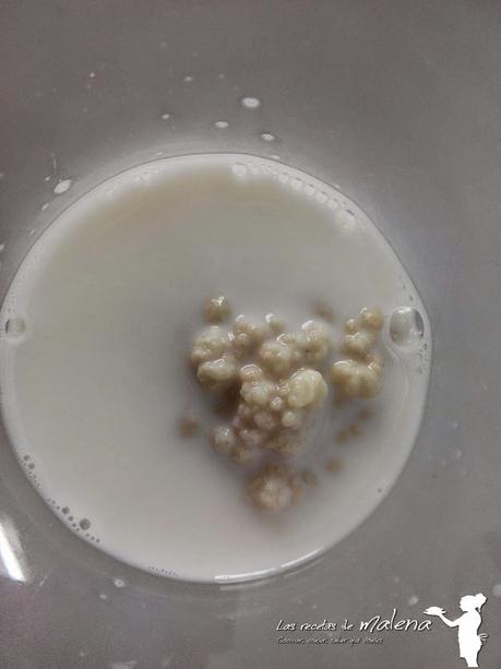 Kéfir: microorganismos con propiedades nutricionales