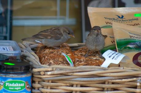 VOLENDAM Y MARKEN: ALMA MARINERA HOLANDESA