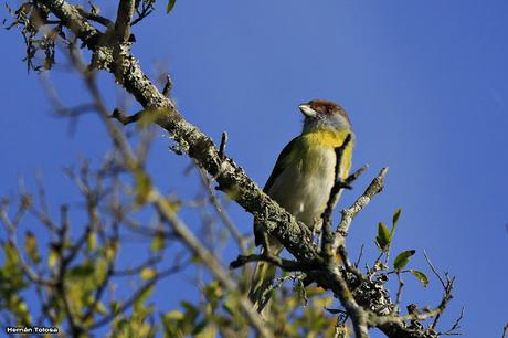 Juan Chiviro (Cyclarhis gujanensis)