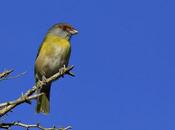 Juan Chiviro (Cyclarhis gujanensis)