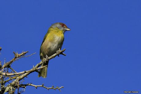 Juan Chiviro (Cyclarhis gujanensis)