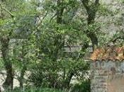 Beato Jarich, poeta María.