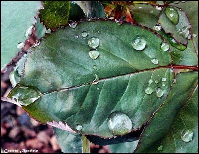 LLuvia