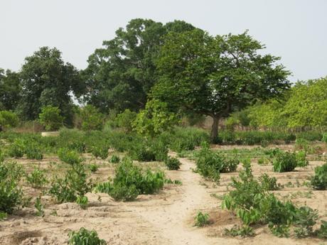 Iñaki Alegria. La Joie des Orphelins. Senegal
