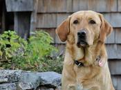 Consejos básicos para dueños perros primerizos