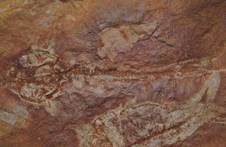 Contribución: Los peces gato más antiguos de América