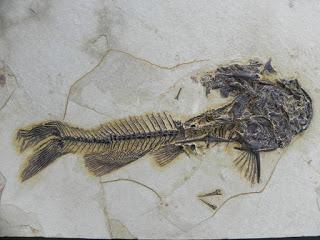 Contribución: Los peces gato más antiguos de América