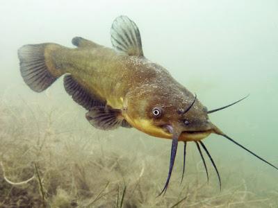 Contribución: Los peces gato más antiguos de América