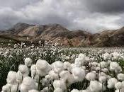 Tienes leer esto soñar algodón.