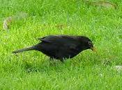 Algunas interpretaciones soñar mirlos.