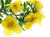 Propiedades medicinales Onagra