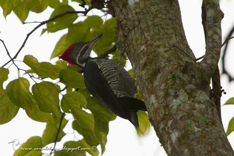 Carpintero garganta estriada (Lineated Woodpecker) Dryocopus lineatus