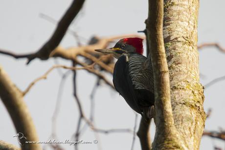 Carpintero garganta estriada (Lineated Woodpecker) Dryocopus lineatus