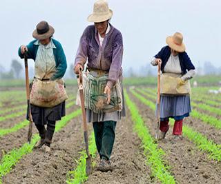 En el Día del Campesino: JUAN LUIS CHONG RESALTA TRABAJO DEL HOMBRE DEL CAMPO…