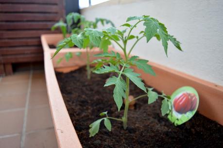 huerto urbano niños - montessori en casa