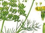 increíbles propiedades Hinojo