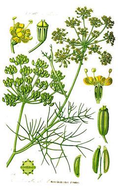 hinojo- Foeniculum Vulgare